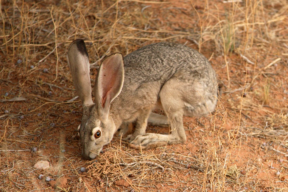Black-Tailed Jackrabbit