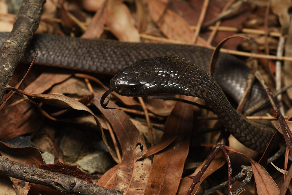 Blue-bellied Black Snake
