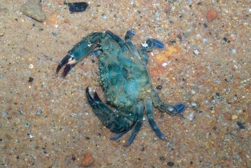 Blue Swimming Crab