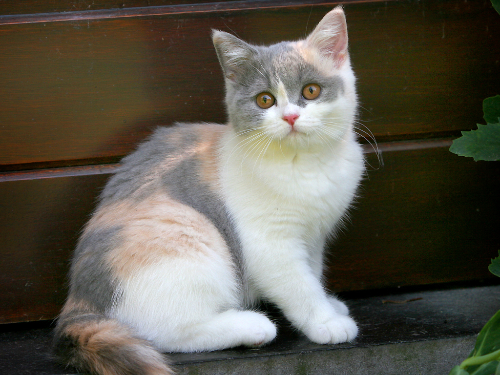 British Shorthair