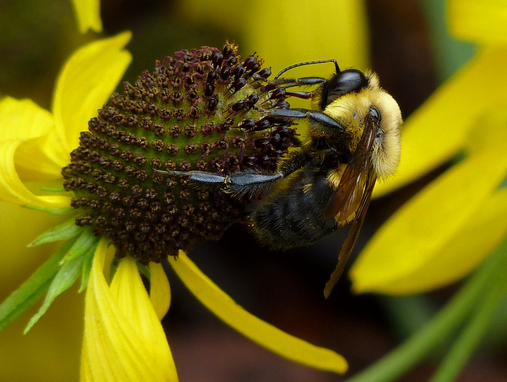 Brown-belted Bumble Bee
