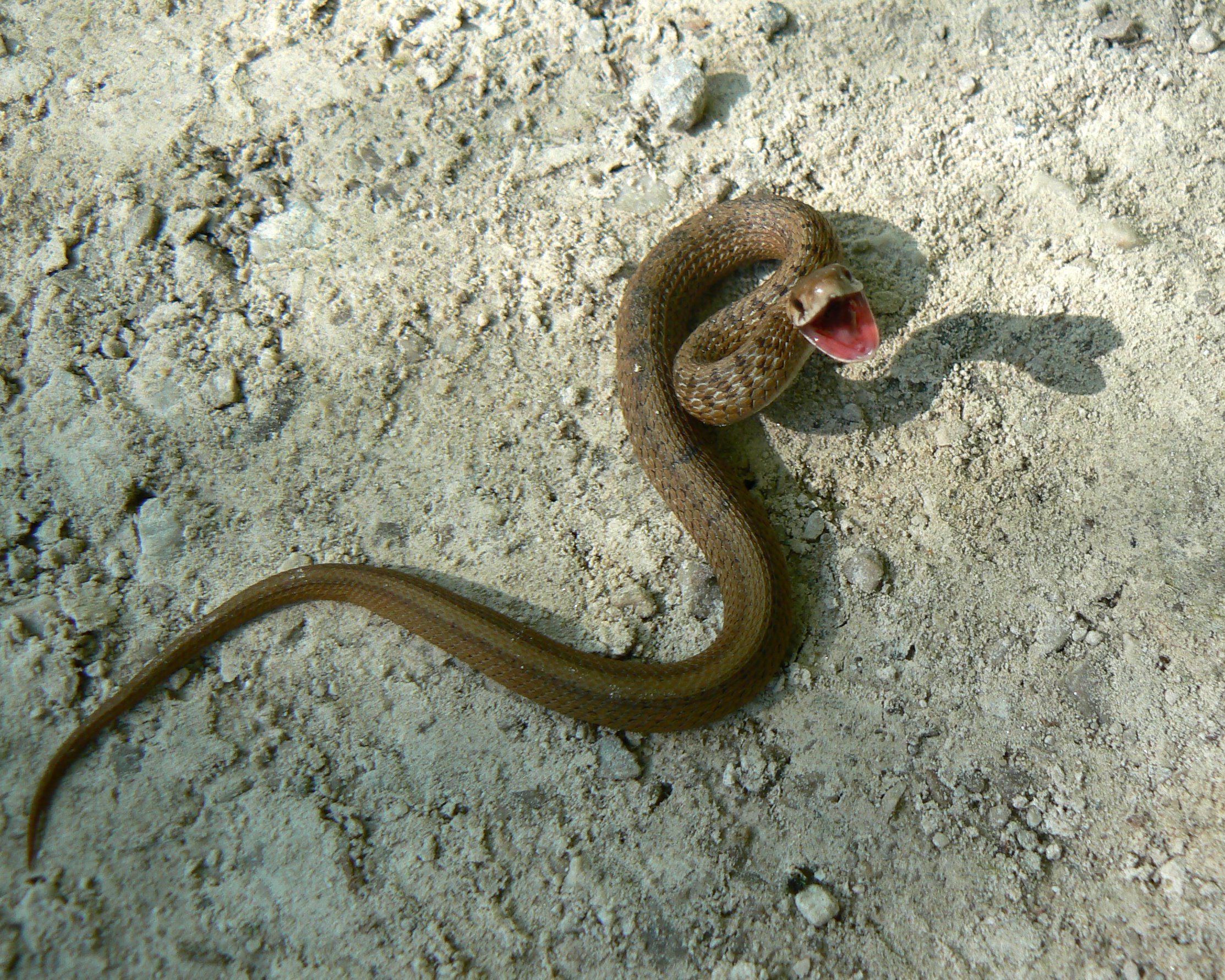Brown Snake (Storeria dekayi)