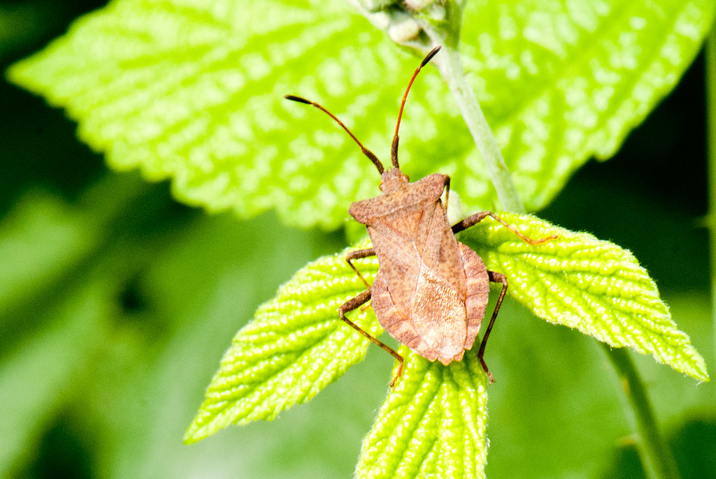 Brown Stink Bug