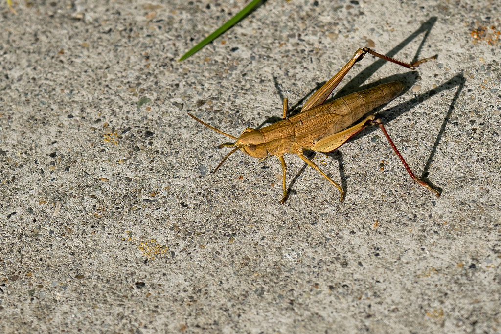 Bush Crickets / Katydids
