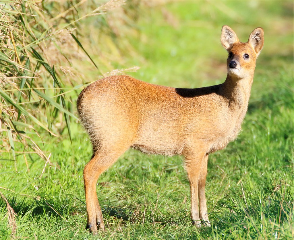 Chinese Water Deer