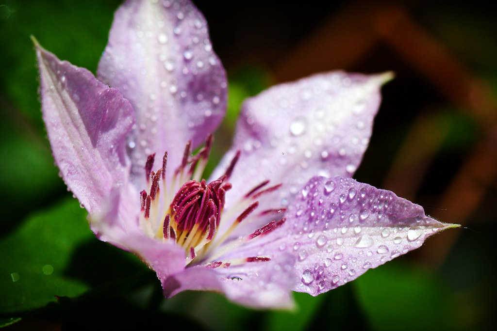 Clematis