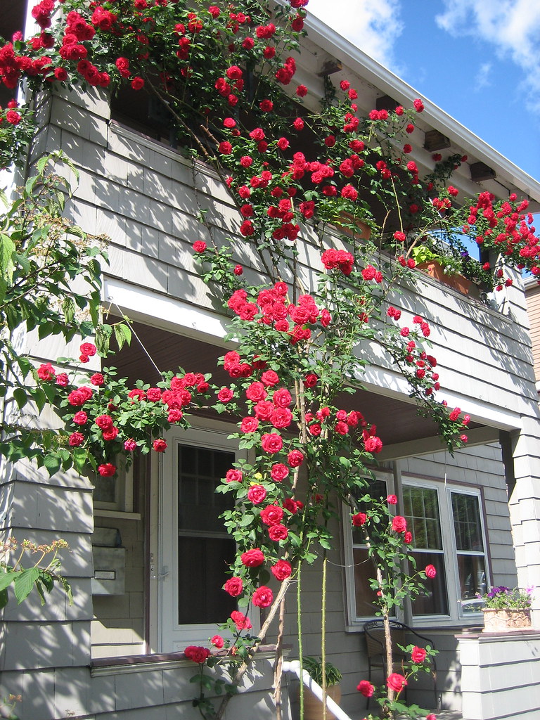 Climbing Rose