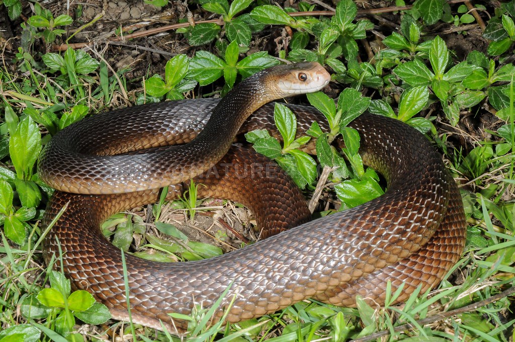 Coastal Taipan