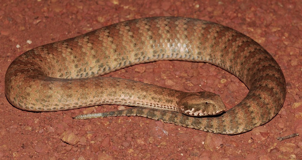 Common Death Adder