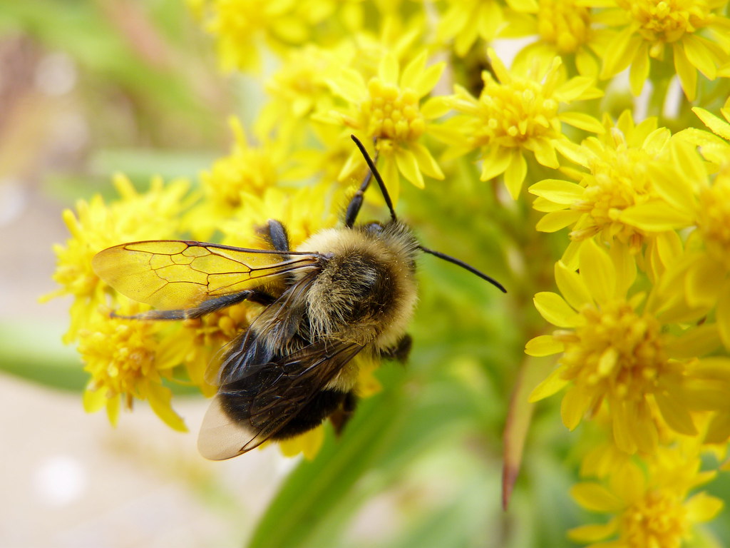 Common Eastern Bumble Bee
