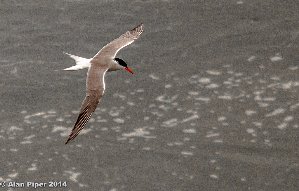 Common Tern