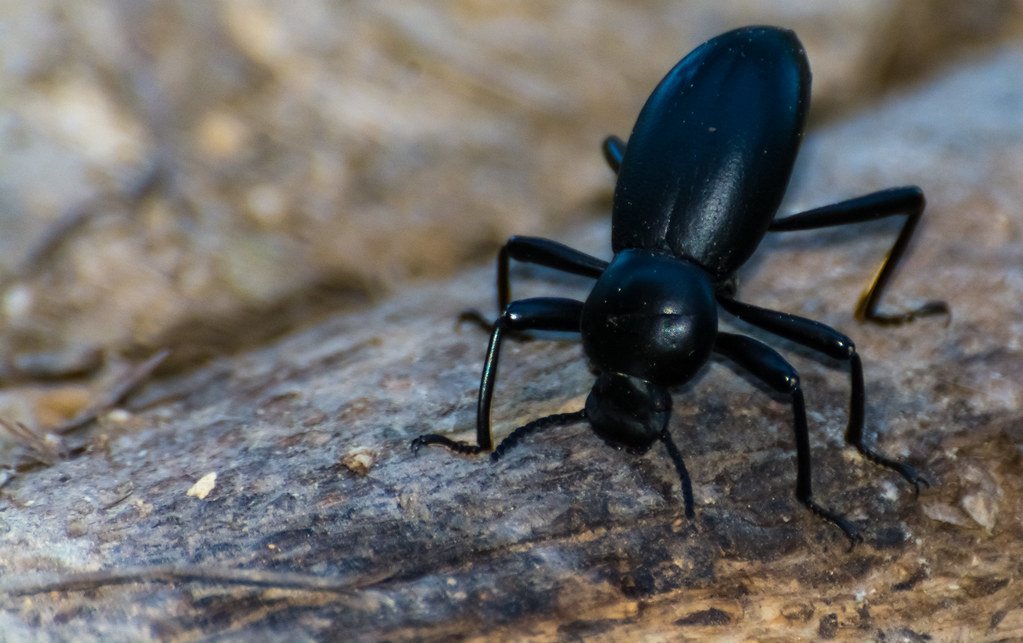 Darkling Beetles