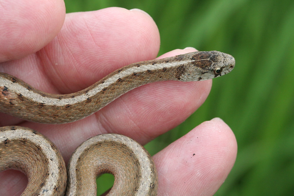 Dekay's Brownsnake