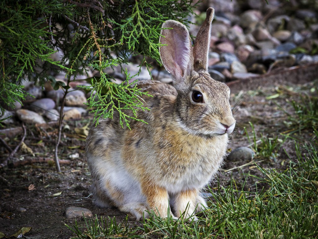 Desert Cottontail