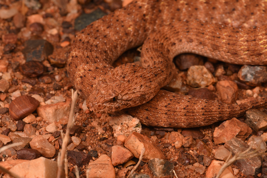 Desert Death Adder