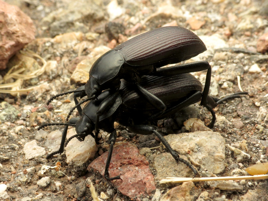 Desert Stink Beetle