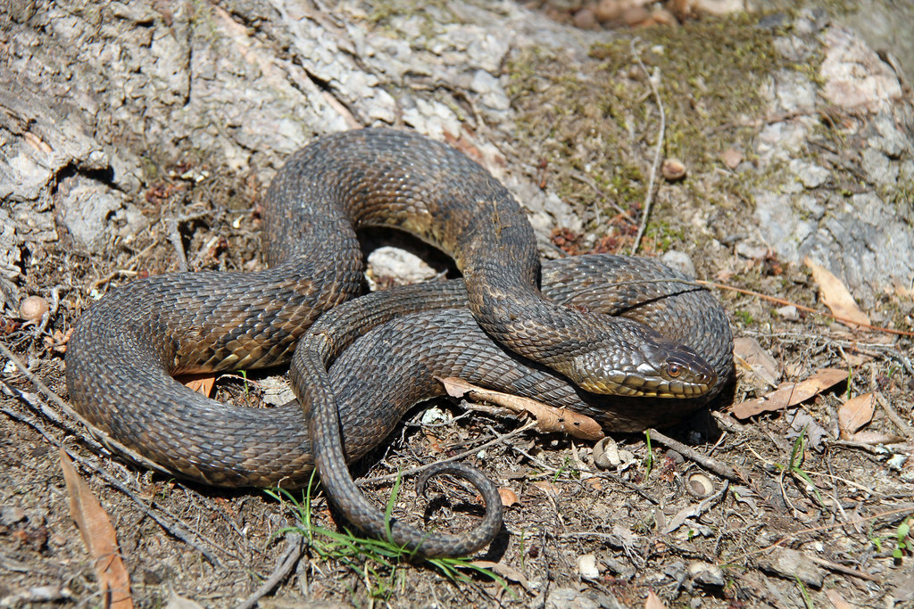 Diamondback Water Snake