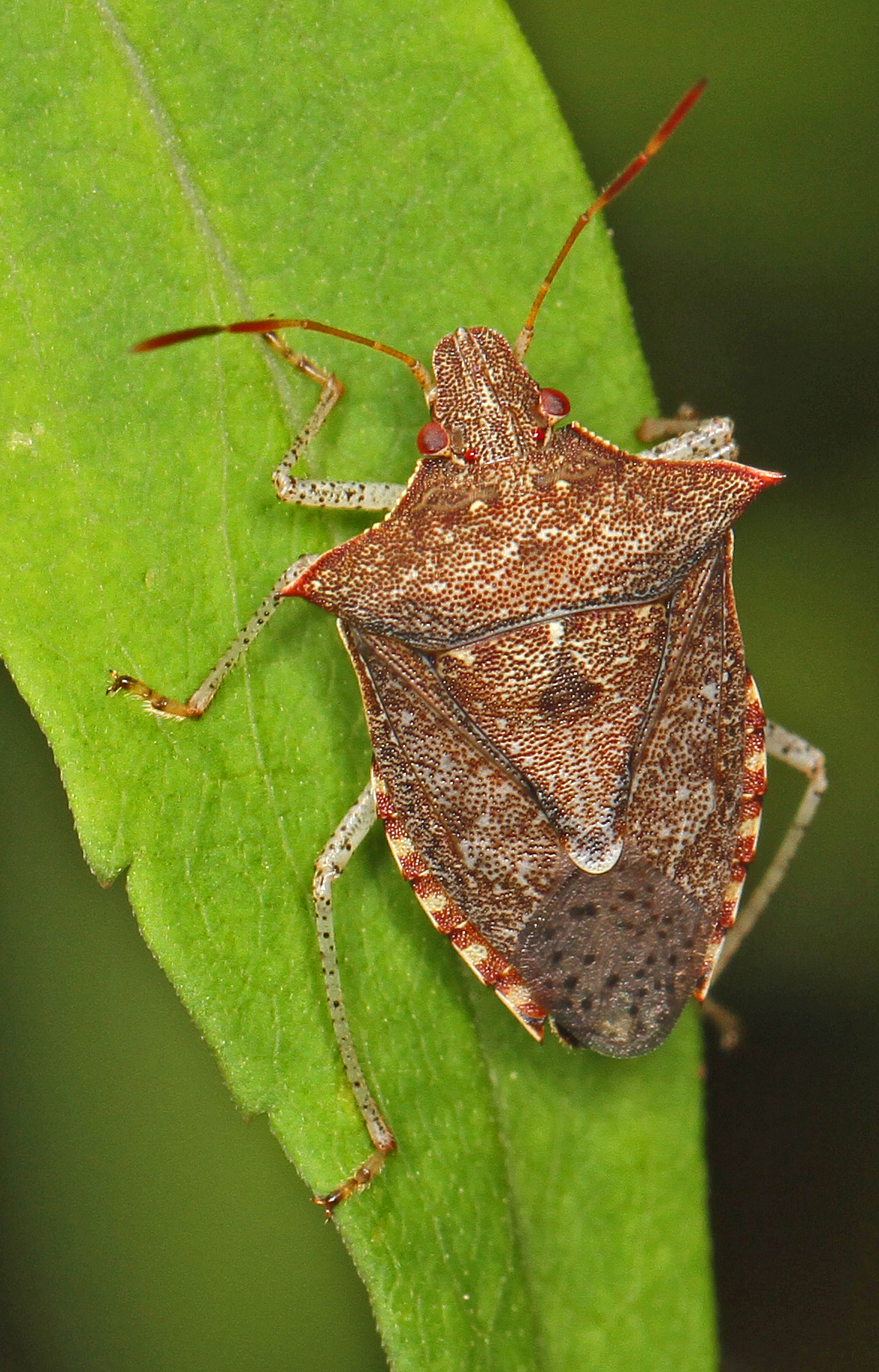 Dusky Stink Bug