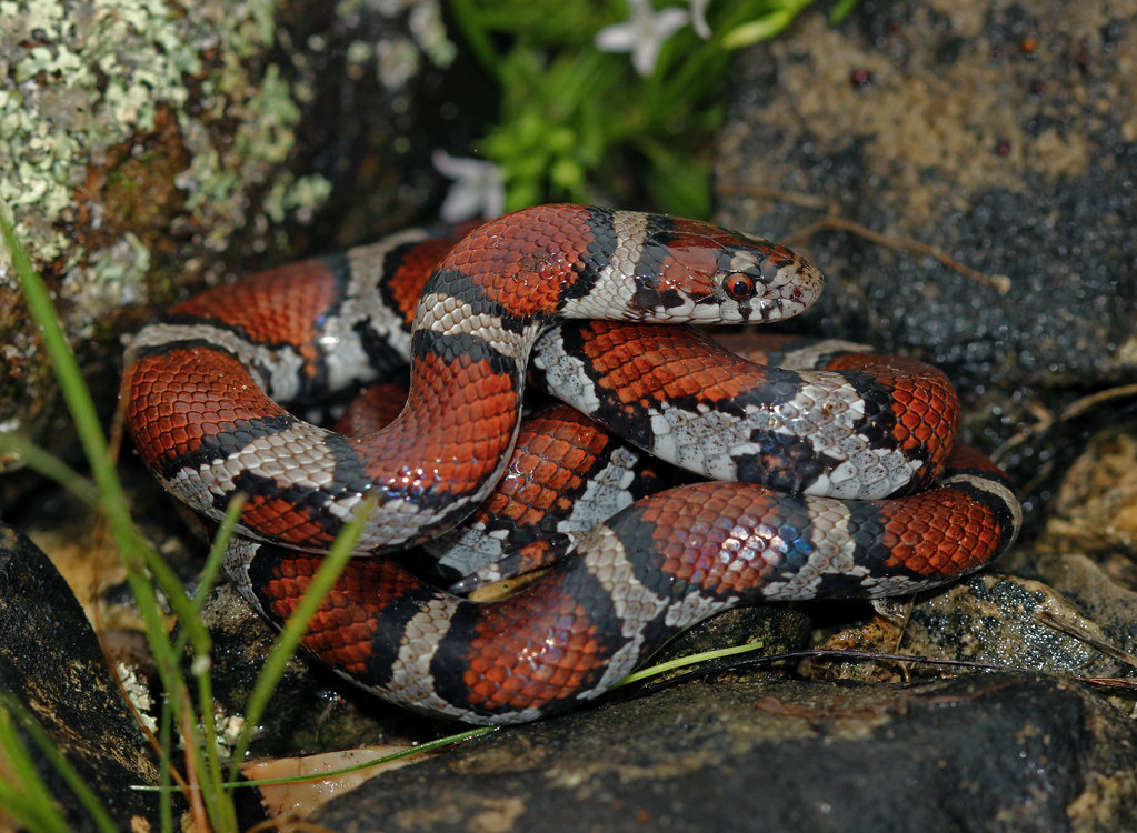 Eastern Milksnake