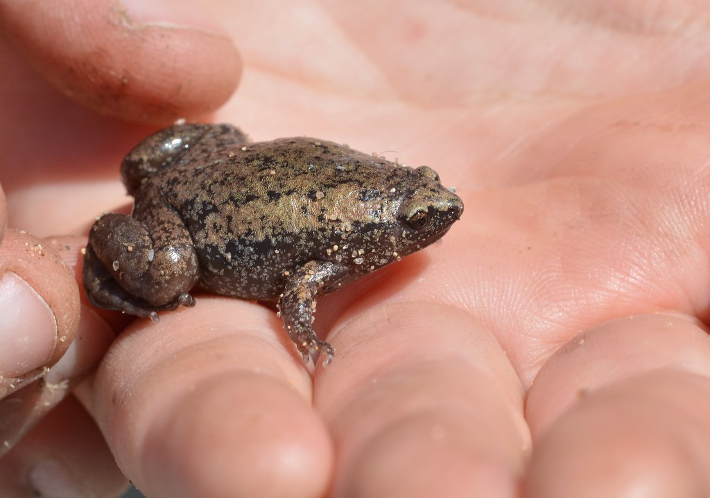 Eastern Narrow-mouthed Toad