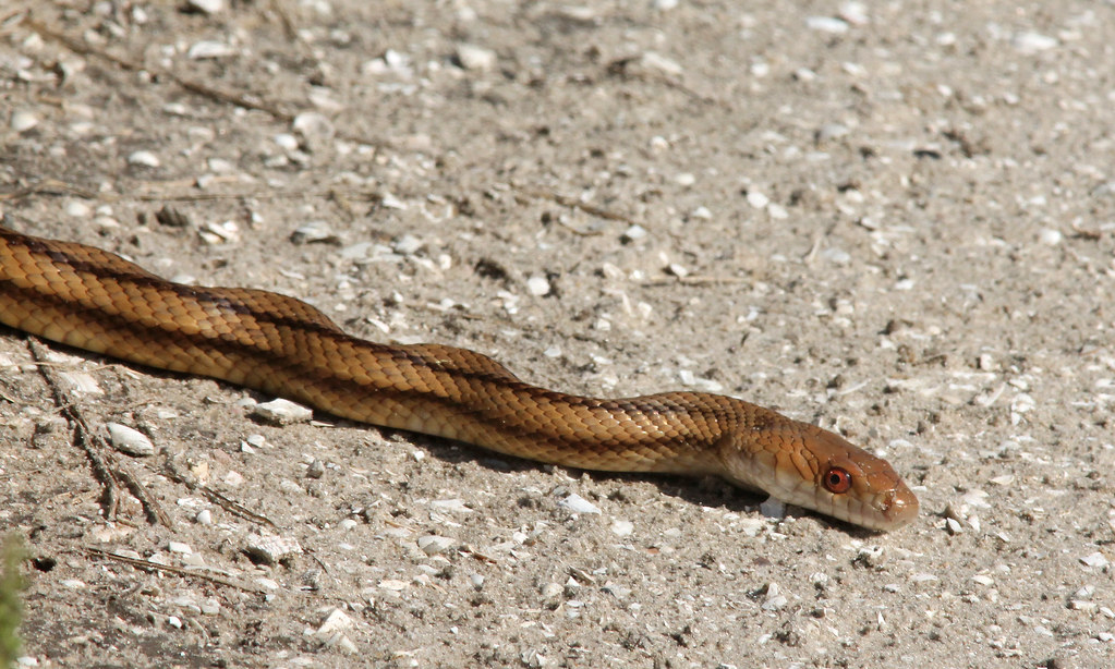 Eastern Ratsnake