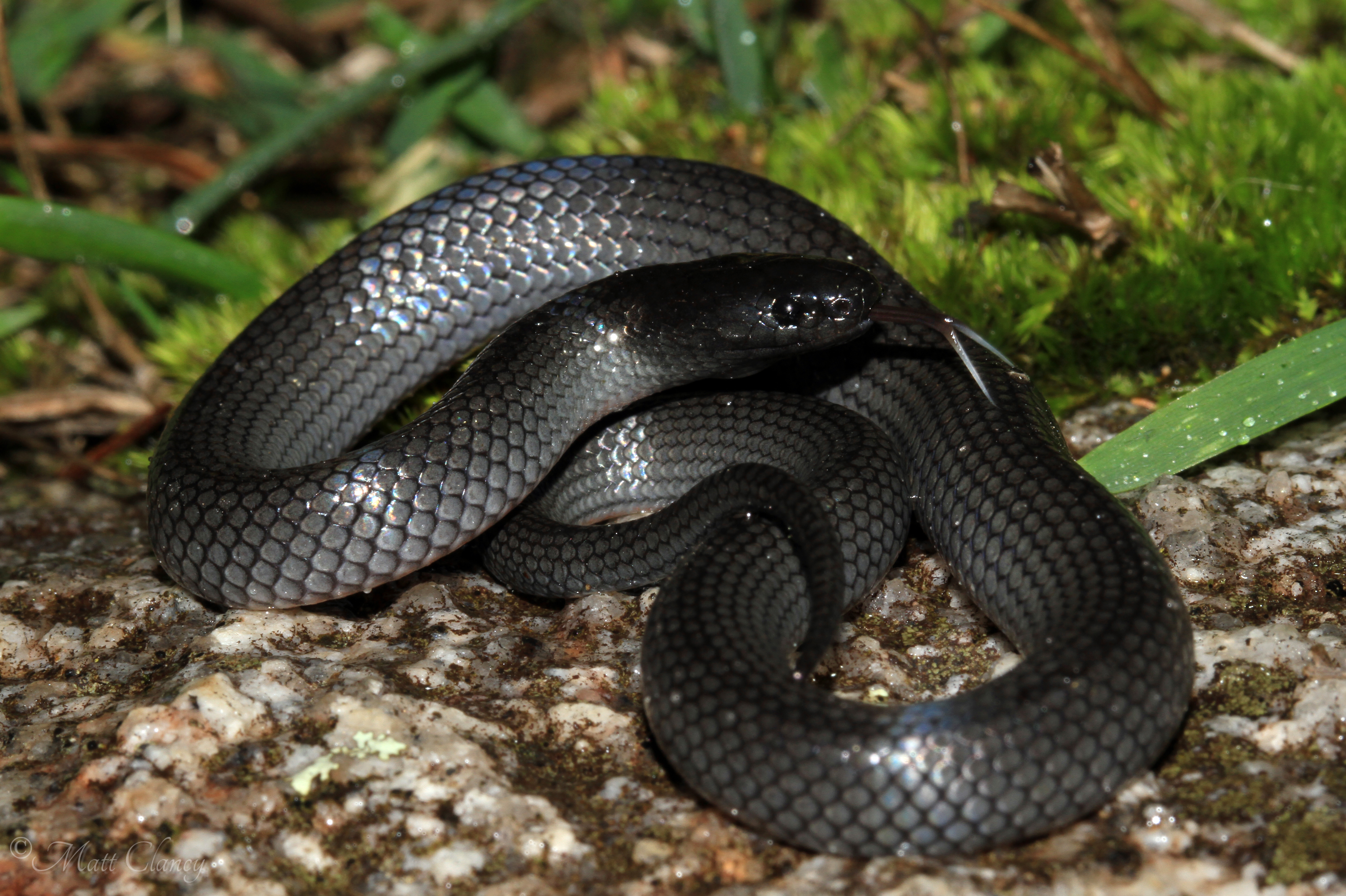 Eastern Small-eyed Snake