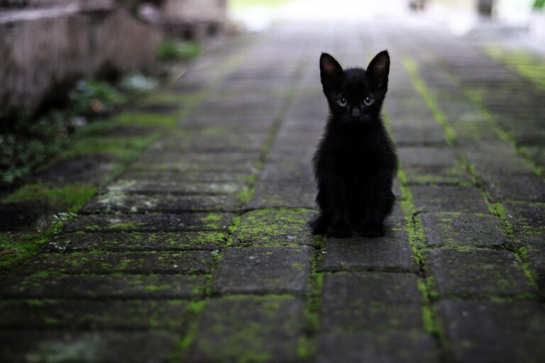 10 Cool Facts About Black Cats That Will Surprise and Delight You