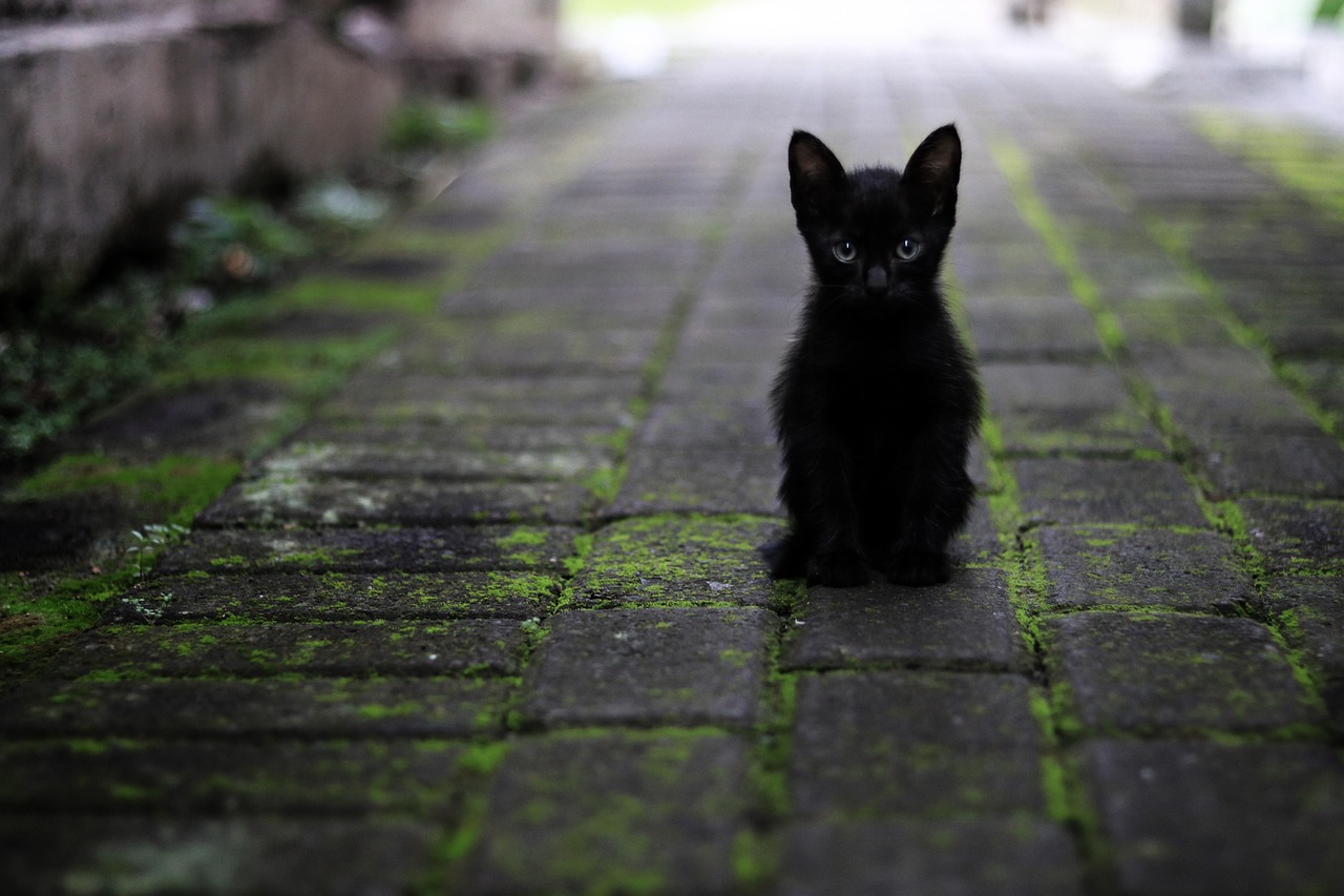 Facts About Black Cats