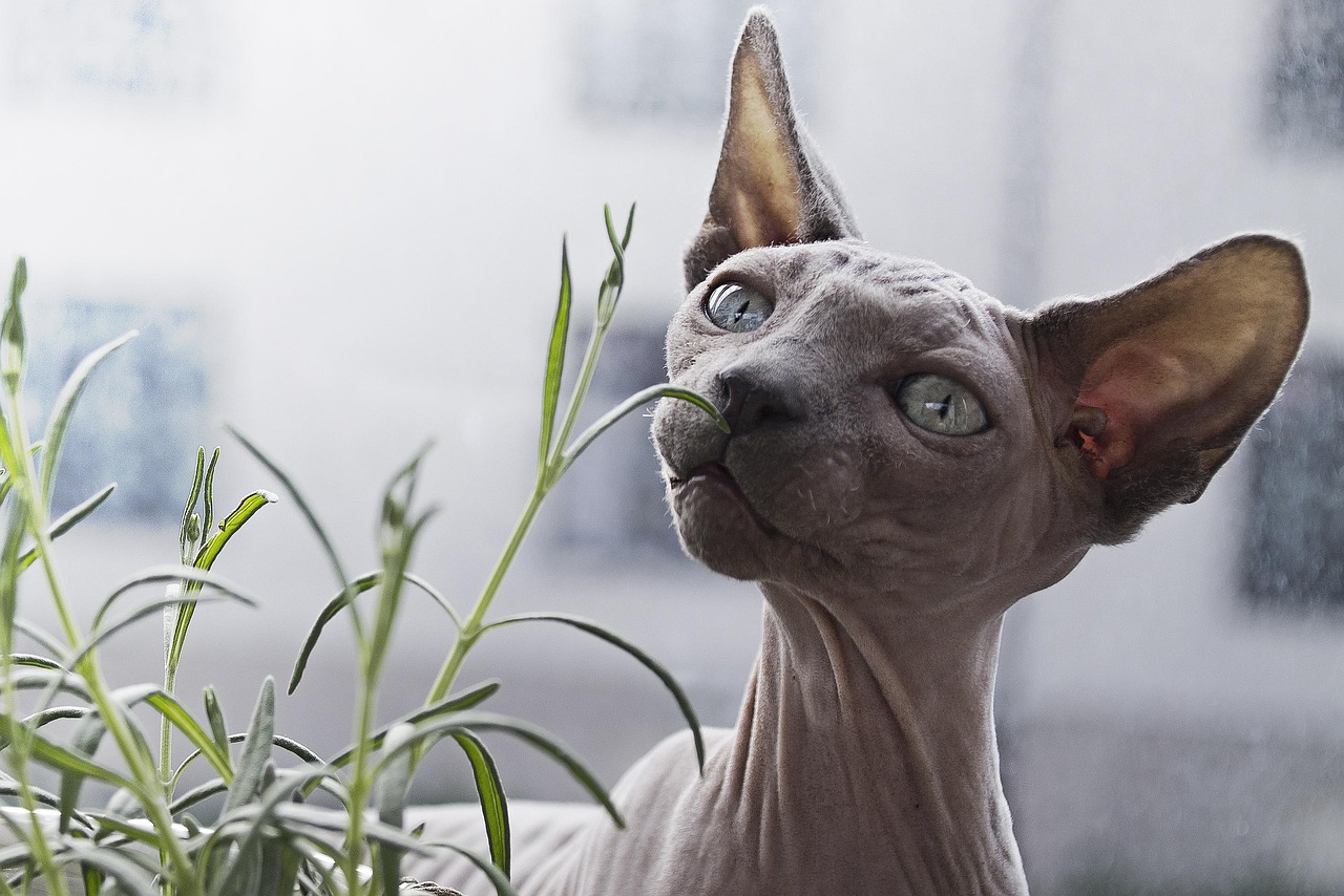 Facts About Hairless Cats