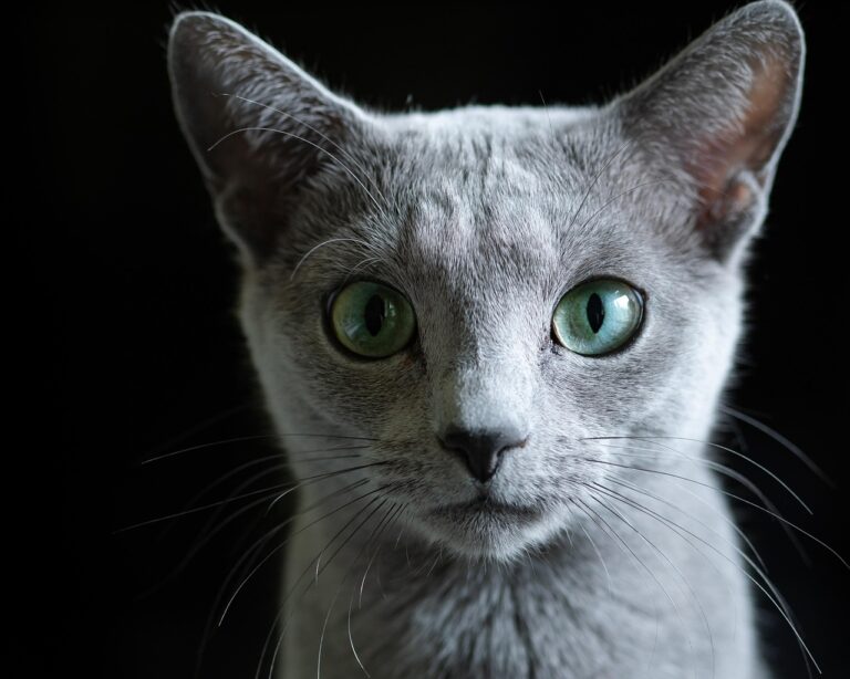 10 Fun Facts About Russian Blue Cats You Didn’t Know