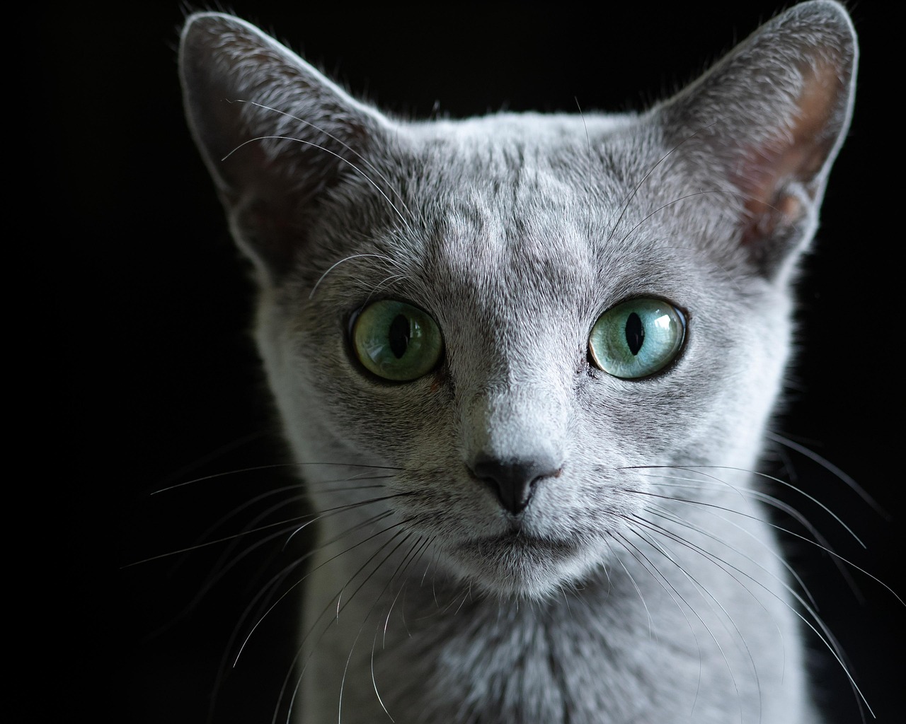 Facts About Russian Blue Cats