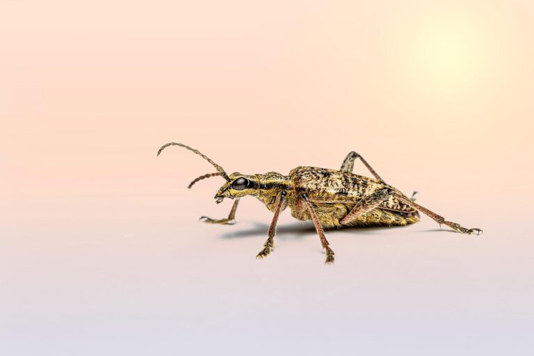 7 Fascinating Beetle Species That Can’t Fly