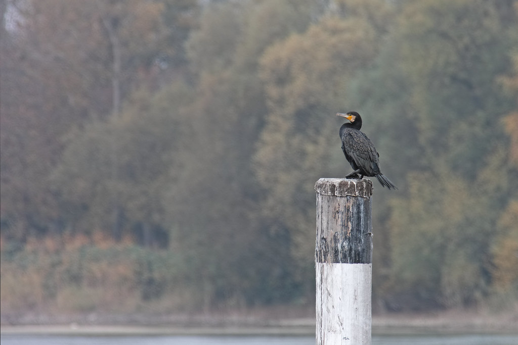 Great Cormorant
