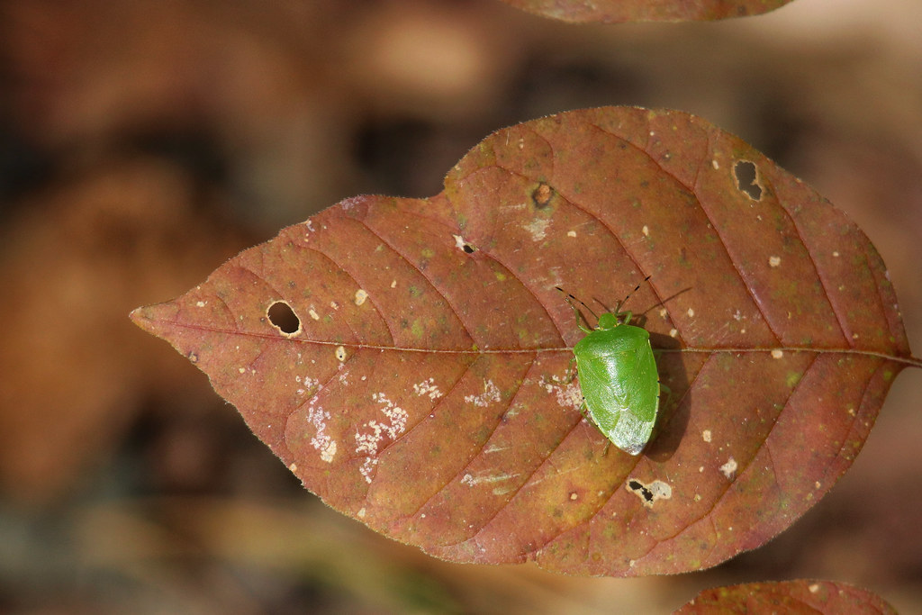 Green Stink Bug