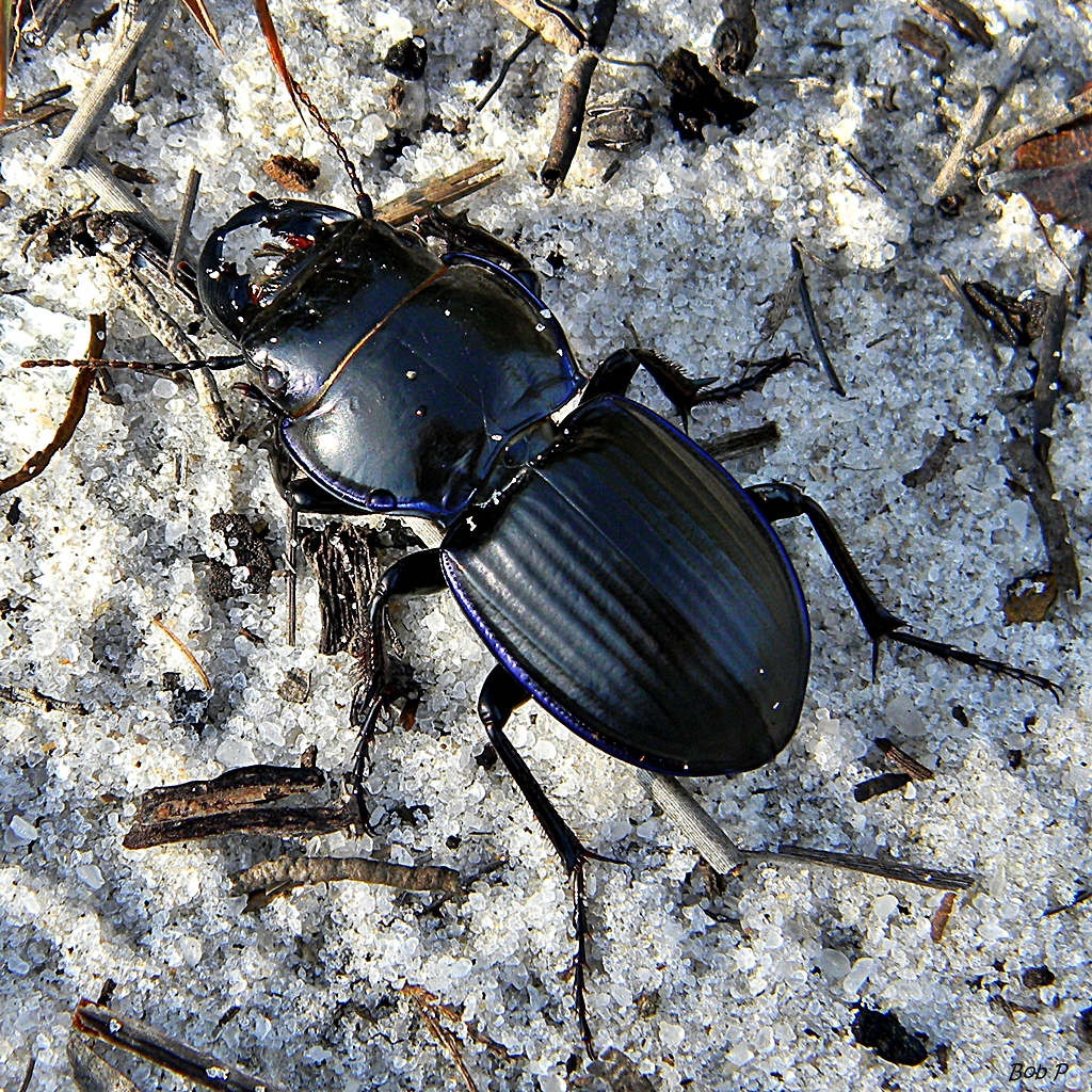 Ground Beetles