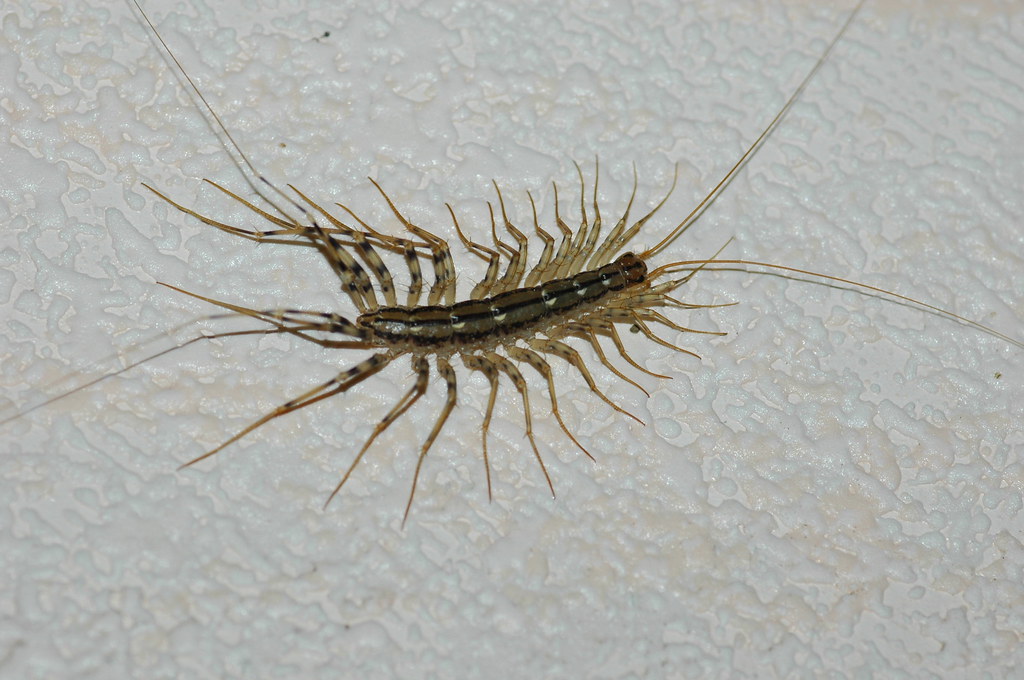 House Centipede