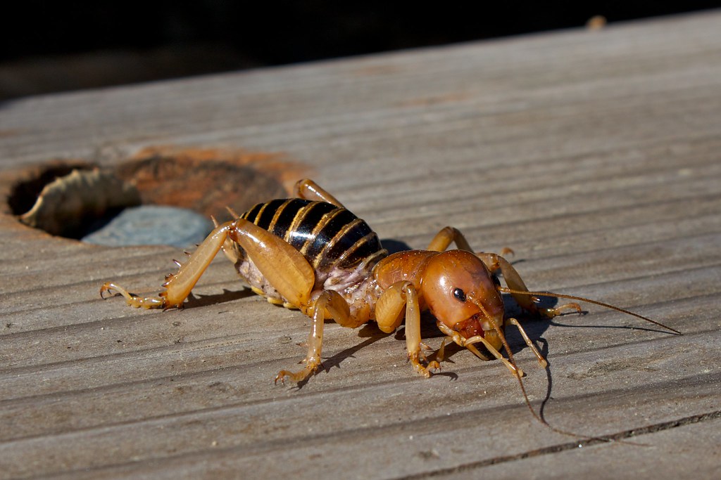 Jerusalem Cricket