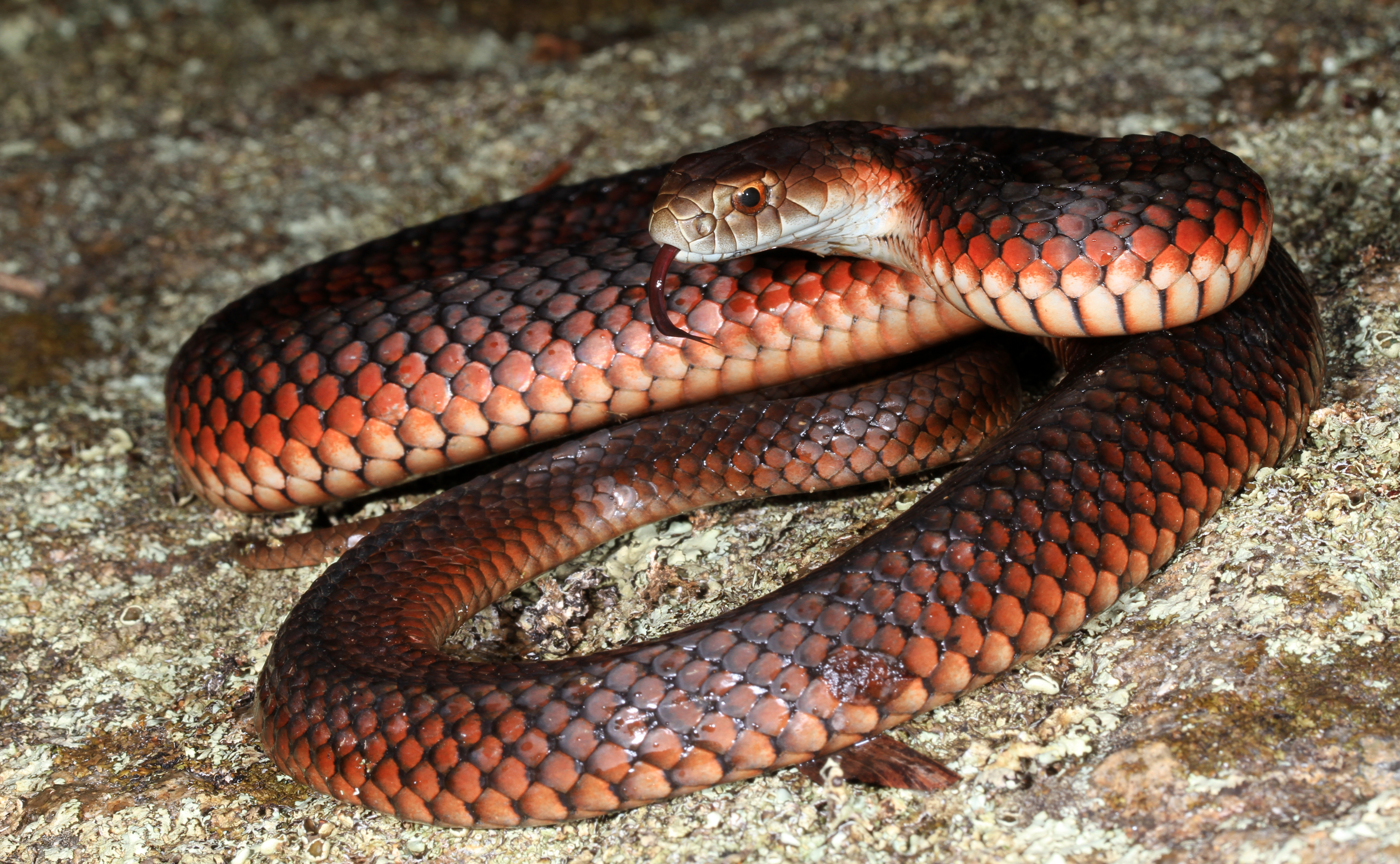 Lowlands Copperhead