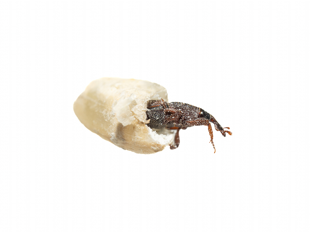 Maize Weevil