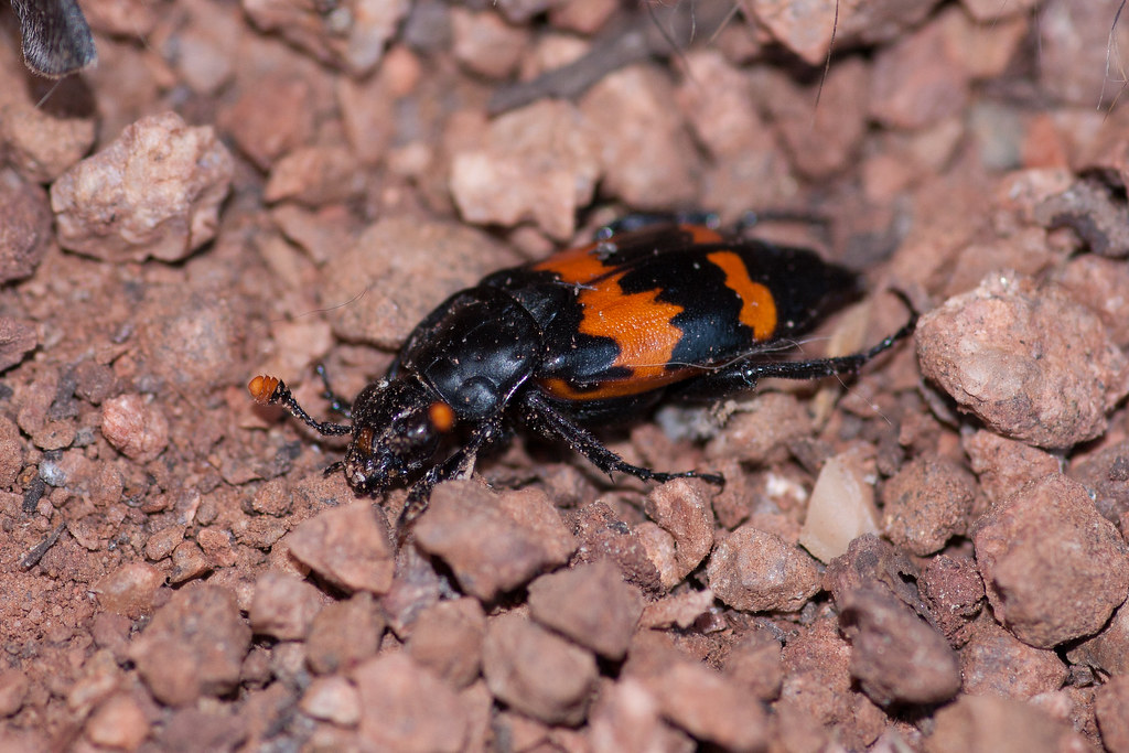 Margined Burying Beetle