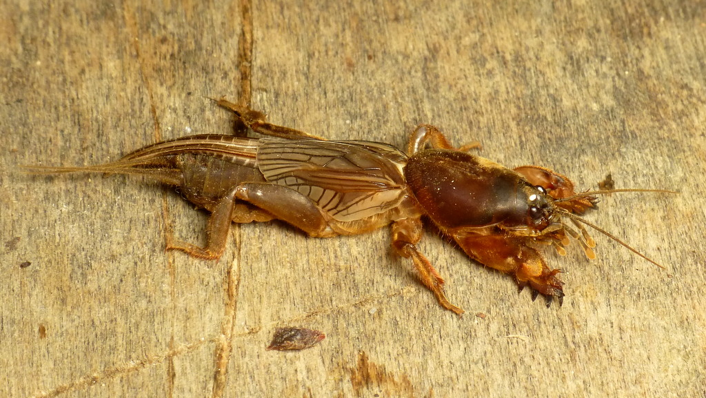Mole Crickets