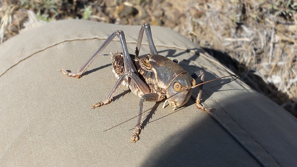 Mormon Cricket