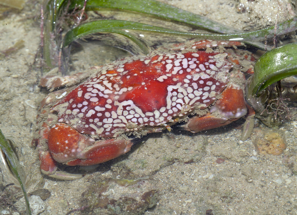 Mosaic Reef Crab