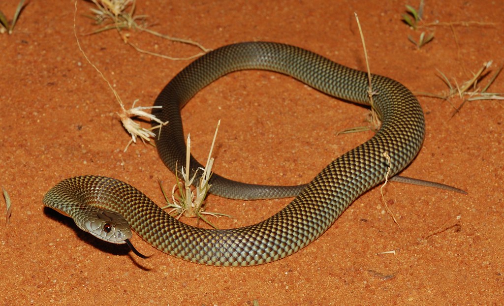 Mulga Snake (King Brown Snake)
