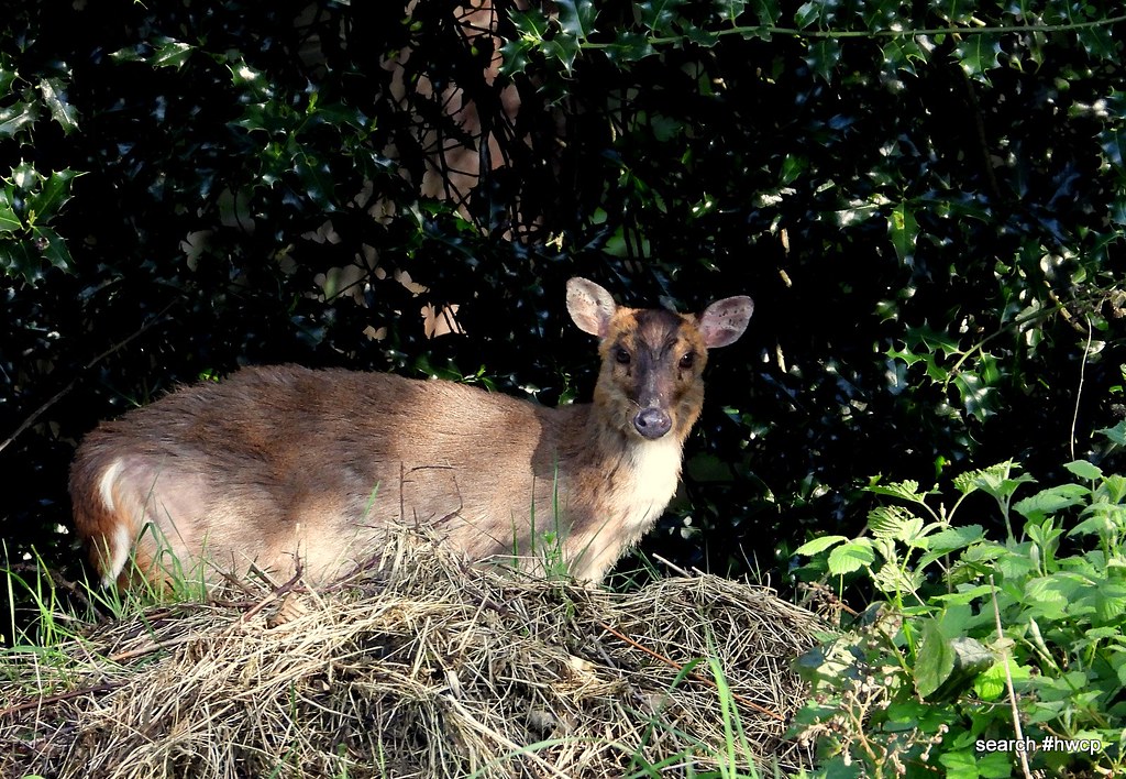 Muntjac Deer
