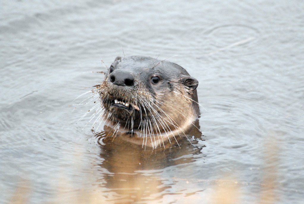 North American River Otter