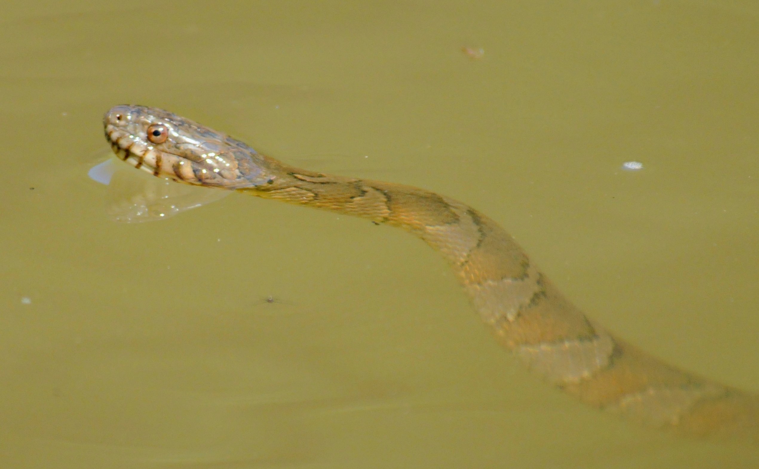 Northern Watersnake