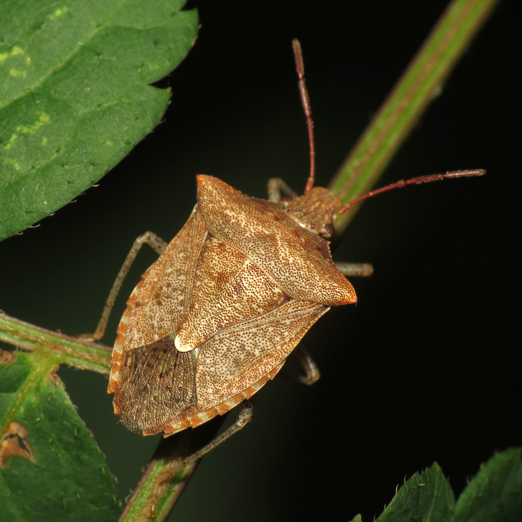 One-Spotted Stink Bug