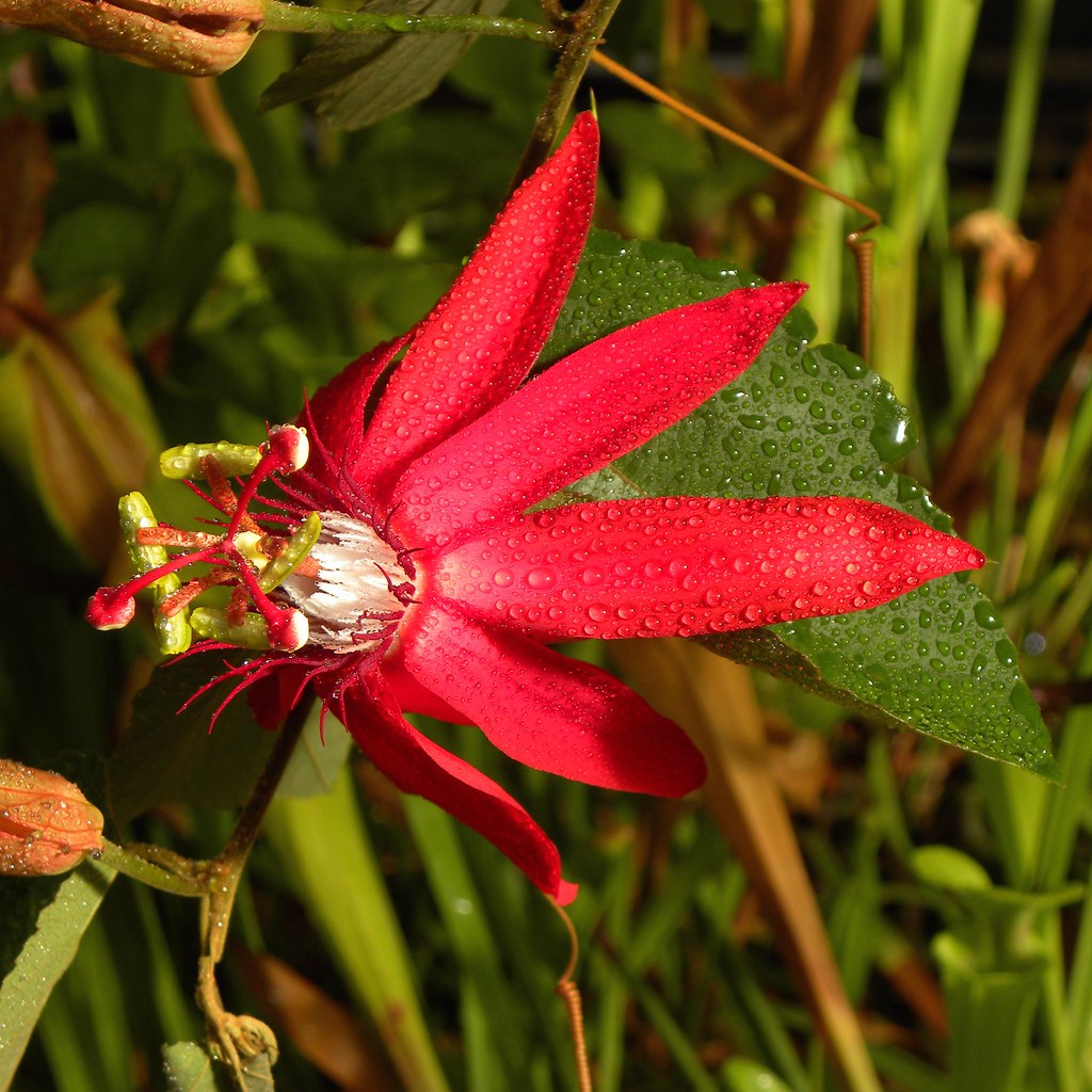 Passionflower Vine