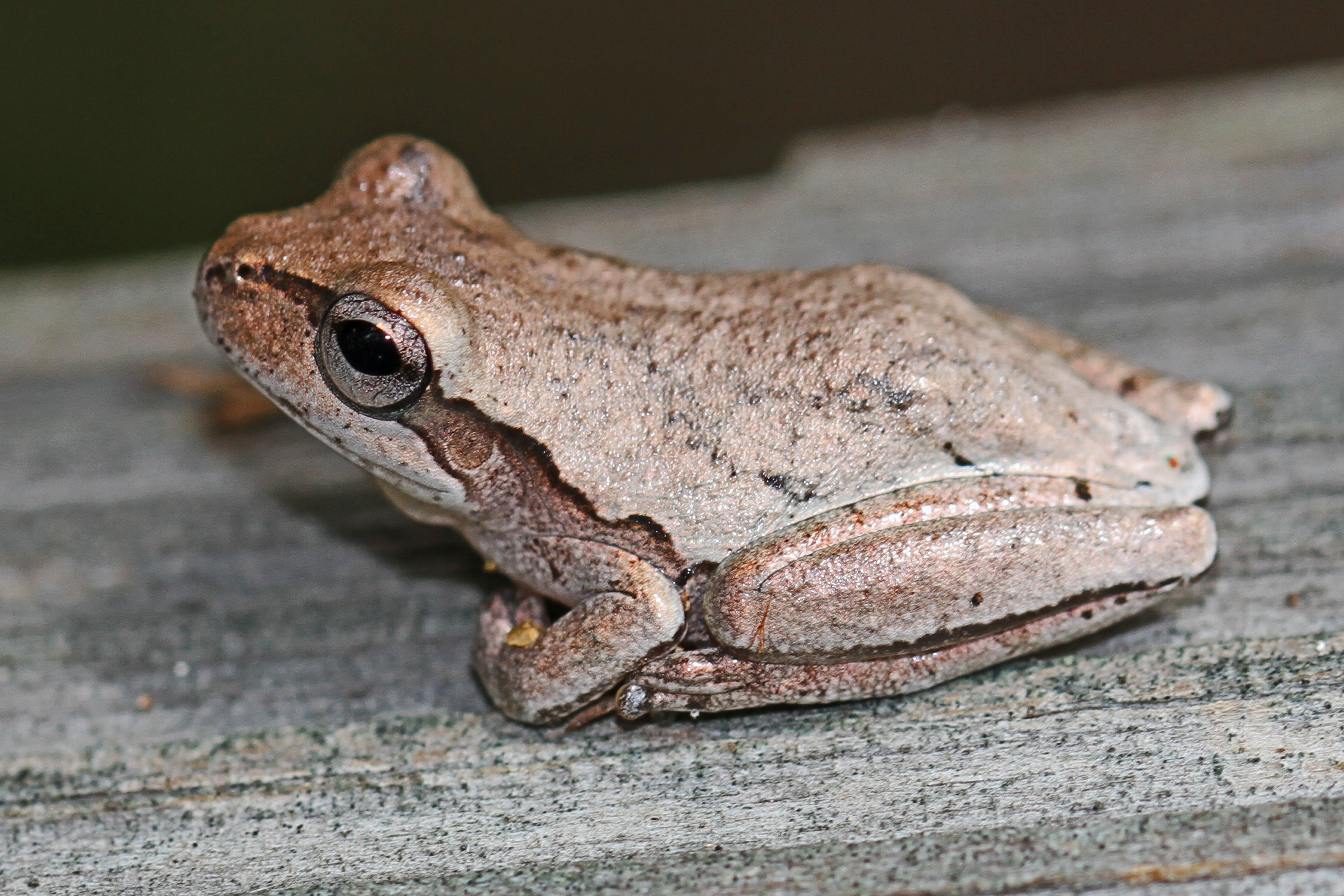 Pinewoods Tree Frog - Types of Frogs in Louisiana